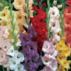 Gladiolen-Prachtmischung, Gladiolus (Art.Nr. 522420)