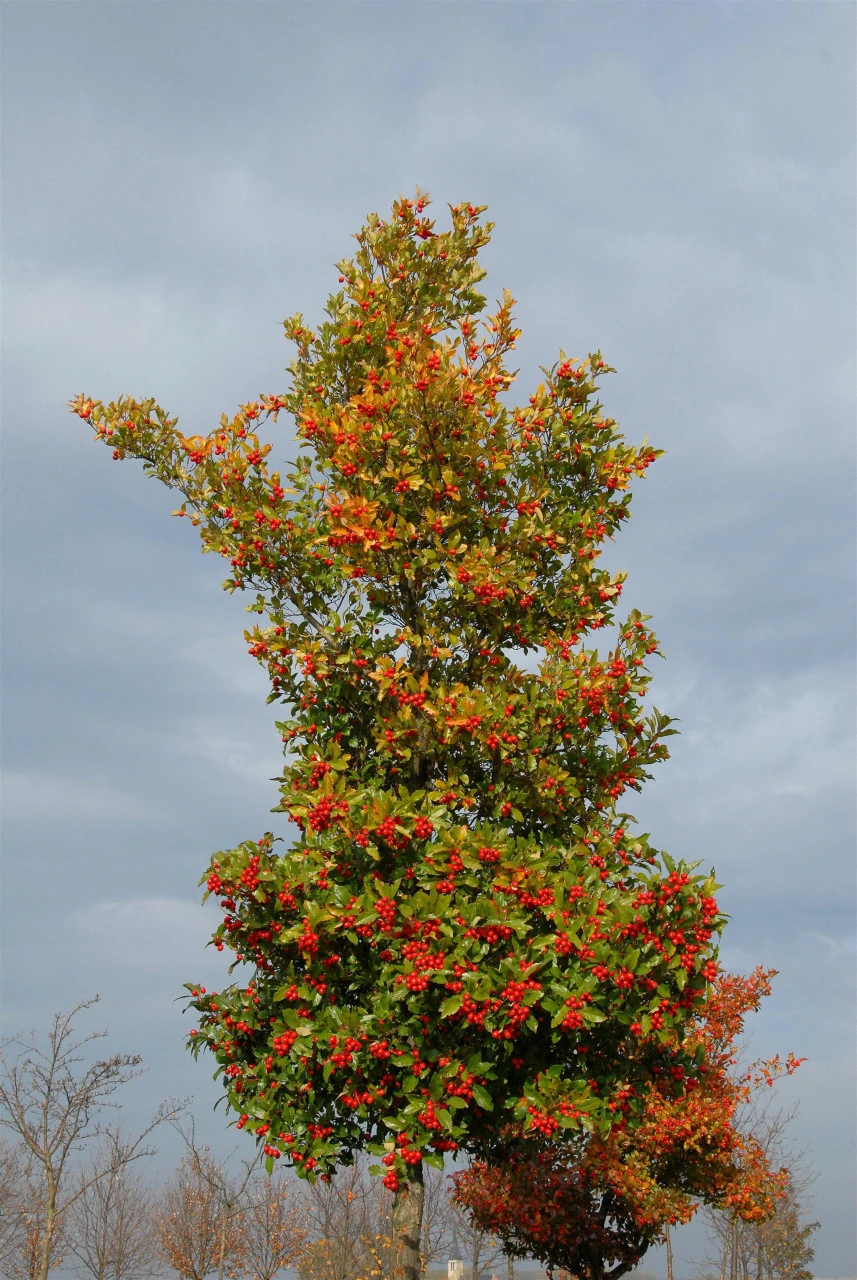 Crataegus lavallei 'Carrierei', Lederblättriger Weißdorn - Hochstamm Crataegus Lavallei 'Carrierei', Lederblättriger Weißdorn - Hochstamm -Gartenausstattergeschäft Crataegus x lavallei Carrierei Bild Nr