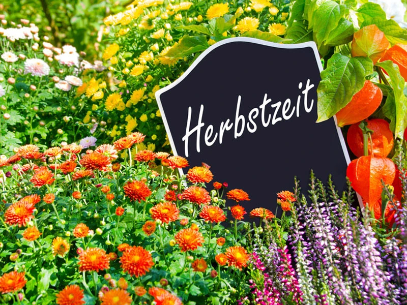 Herbstblüher - 5 Sorten (12 Pflanzen) Herbstblüher - 5 Sorten (12 Pflanzen) -Gartenausstattergeschäft Herbst Stauden