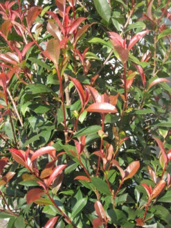 Photinia Fraseri 'Dicker Toni', Kompakte Glanzmispel -Gartenausstattergeschäft Photinia Laub 1280x1280