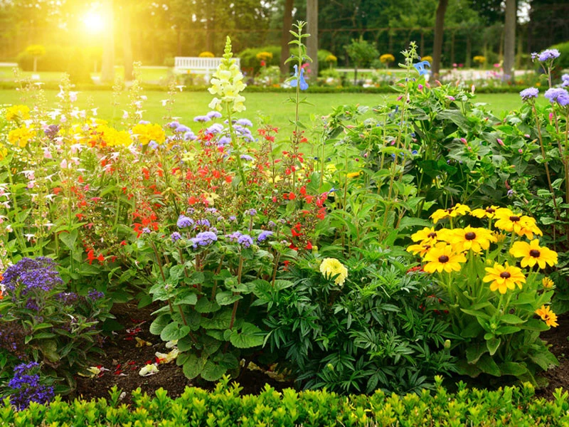 Sonnenkinder 5 Sorten (21 Pflanzen) Sonnenkinder 5 Sorten (21 Pflanzen) -Gartenausstattergeschäft Sonnenkinder