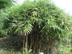 Pseudosasa Japonica, Pfeil-Bambus -Gartenausstattergeschäft Strauch Pfeil Bambus 1280x1280