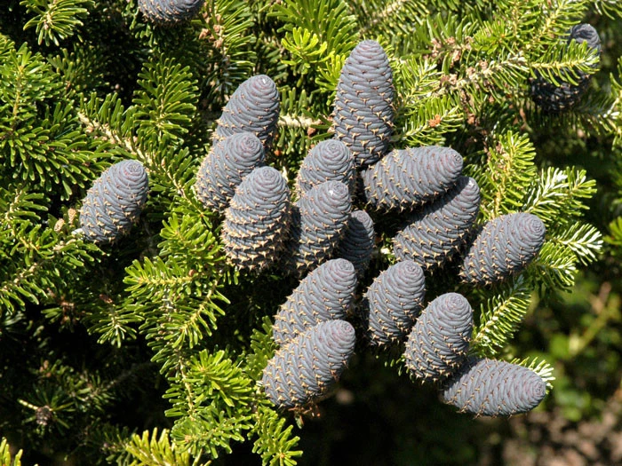 Abies koreana, Korea-Tanne Abies Koreana, Korea-Tanne -Gartenausstattergeschäft abies koreana