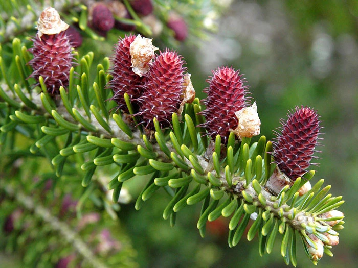 Abies koreana, Korea-Tanne Abies Koreana, Korea-Tanne -Gartenausstattergeschäft abies