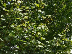 Acer Campestre 'Elsrijk', Kegel-Feldahorn - Hochstamm -Gartenausstattergeschäft acer campestre elsrijk 1280x1280