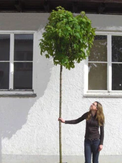 Acer Platanoides Globosum, Kugelahorn - Hochstamm -Gartenausstattergeschäft acer globosum hochstamm 1280x1280