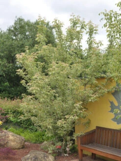 Acer Negundo 'Flamingo', Buntlaubiger Eschenahorn -Gartenausstattergeschäft acer negundo flamingo 1280x1280