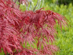 Acer Palmatum 'Dissectum Garnet', Rotblättriger Schlitzahorn -Gartenausstattergeschäft acer palmatum garnet 1280x1280