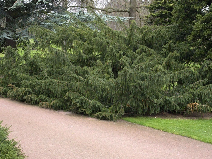 Taxus baccata 'Dovastoniana', Adlerschwingen-Eibe Taxus Baccata 'Dovastoniana', Adlerschwingen-Eibe -Gartenausstattergeschäft adlerschwingen