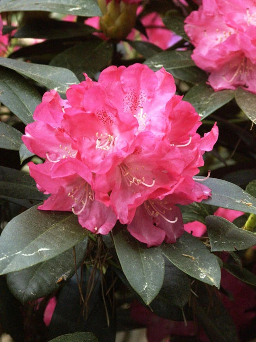Rhododendron yak. 'Anuschka' INKARHO ® Rhododendron Yak. 'Anuschka' INKARHO ® -Gartenausstattergeschäft alpenrose