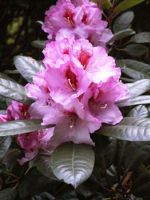 Rhododendron 'Diadem' Rhododendron 'Diadem' -Gartenausstattergeschäft alpenrose