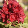 Rhododendron 'Erato'