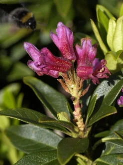 Rhododendron Ferrugineum, Heimische Alpenrose
