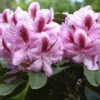 Rhododendron 'Furnivall's Daughter' INKARHO®