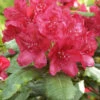 Rhododendron 'Hachmanns Feuerschein' INKARHO®,