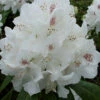 Rhododendron 'Schneebukett'