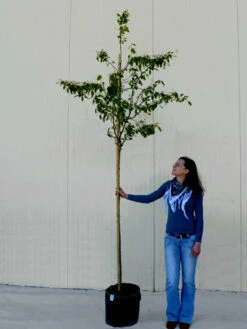 Amelanchier Lamarckii, Felsenbirne - Hochstamm -Gartenausstattergeschäft amelanchier lamarckii 1280x1280