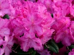 Rhododendron 'Anastasia' -Gartenausstattergeschäft anastasia rhododendron 1280x1280