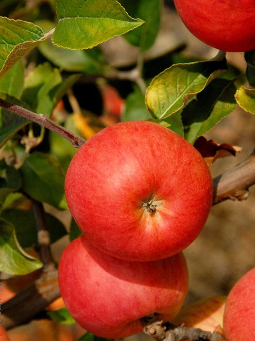 Apfel Berlepsch Apfel Berlepsch -Gartenausstattergeschäft apfel