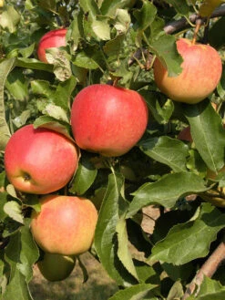 Duo-Apfelbaum - Elstar Und Gala -Gartenausstattergeschäft apfel gala55599c0deac1b 1280x1280