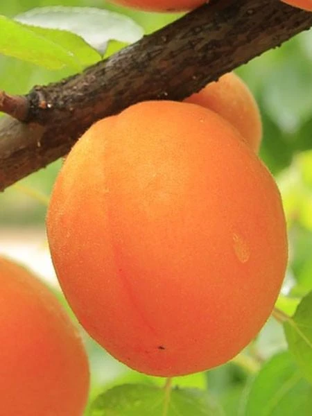 Säulenaprikose 'Armi-Col' Säulenaprikose 'Armi-Col' -Gartenausstattergeschäft aprikose armi