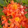 Rhododendron Luteum 'Coccinea Speciosa', Sommergrüne Japanische Gartenazalee