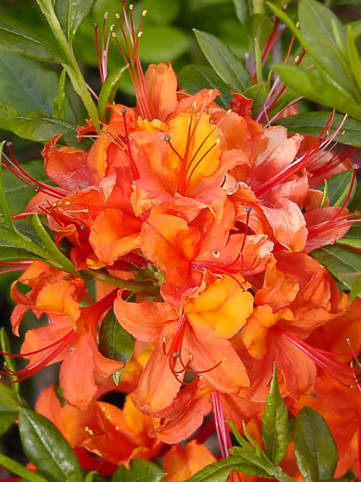Rhododendron luteum 'Coccinea Speciosa', Sommergrüne japanische Gartenazalee Rhododendron Luteum 'Coccinea Speciosa', Sommergrüne Japanische Gartenazalee -Gartenausstattergeschäft azalee coccinea