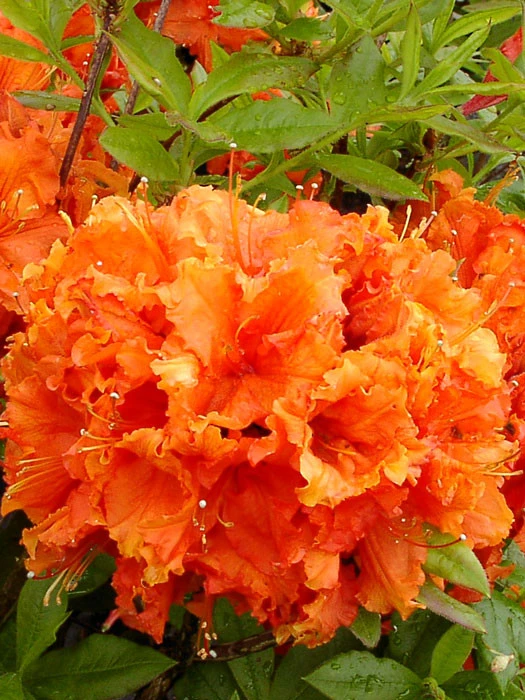 Rhododendron luteum 'Gibraltar', sommergrüne japanische Gartenazalee Rhododendron Luteum 'Gibraltar', Sommergrüne Japanische Gartenazalee -Gartenausstattergeschäft azalee