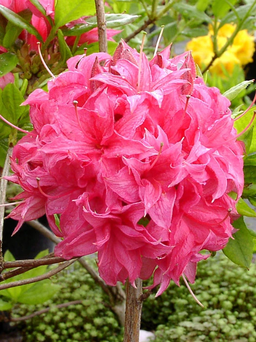 Rhododendron luteum 'Homebush', sommergrüne japanische Gartenazalee Rhododendron Luteum 'Homebush', Sommergrüne Japanische Gartenazalee -Gartenausstattergeschäft azalee