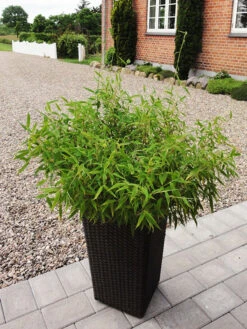 Fargesia Murielae 'Bambi', Kleiner Schirmbambus -Gartenausstattergeschäft bambus bambi 1280x1280
