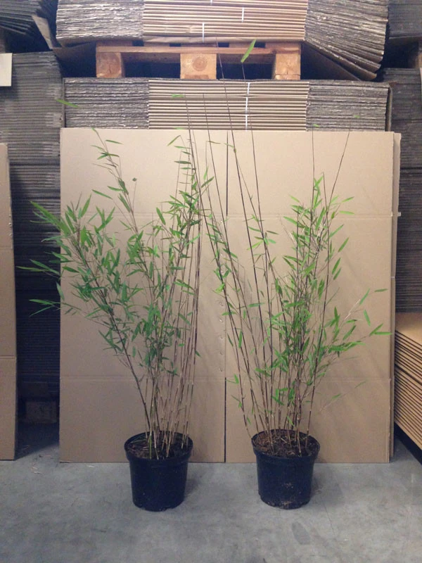 Fargesia nitida 'Black Pearl' - Glänzender Schirm-Bambus Fargesia Nitida 'Black Pearl' - Glänzender Schirm-Bambus -Gartenausstattergeschäft bambus black