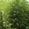 Phyllostachys Nigra 'Boryana', Tigerstreifenbambus - XXL- Produkt