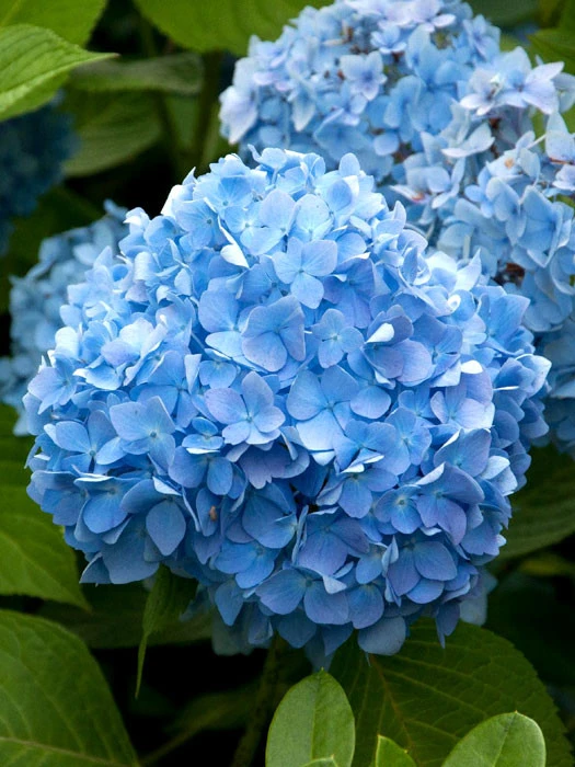 Hydrangea macrophylla 'Endless Summer Blau'® Hydrangea Macrophylla 'Endless Summer Blau'® -Gartenausstattergeschäft bauern hortensie