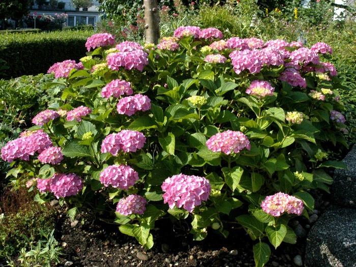 Hydrangea macrophylla 'Bouquet Rose', Bauernhortensie Hydrangea Macrophylla 'Bouquet Rose', Bauernhortensie -Gartenausstattergeschäft bauern hortensie bouquet