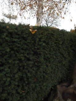 Taxus Media 'Hillii', Männliche Becher-Eibe -Gartenausstattergeschäft becher eibe hillii55599f2c2f21b 1280x1280