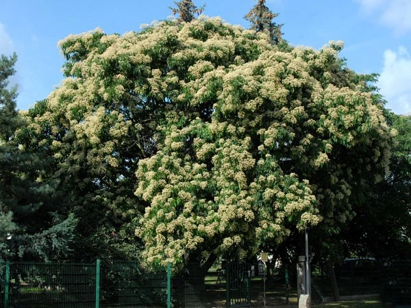 Euodia hupehensis, Tetradium hupehensis Honigesche, Bienenbaum Euodia Hupehensis, Tetradium Hupehensis Honigesche, Bienenbaum -Gartenausstattergeschäft