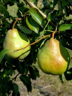 Duo-Birnbaum - Williams Christ Und Gute Luise -Gartenausstattergeschäft birne gute luise63344a6767060 1280x1280