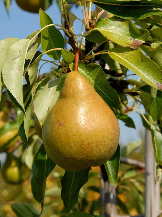 Birne Harrow Sweet Birne Harrow Sweet -Gartenausstattergeschäft birne harrow