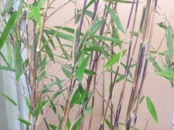 Fargesia Nitida 'Black Pearl' - Glänzender Schirm-Bambus