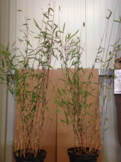 Fargesia Nitida 'Black Pearl' - Glänzender Schirm-Bambus 3 Fargesia Nitida 'Black Pearl' - Glänzender Schirm-Bambus -Gartenausstattergeschäft black pearl pflanze 1280x1280