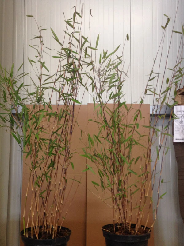 Fargesia nitida 'Black Pearl' - Glänzender Schirm-Bambus Fargesia Nitida 'Black Pearl' - Glänzender Schirm-Bambus -Gartenausstattergeschäft black pearl