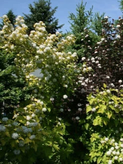 Physocarpus Opulifolius 'Darts Gold', Gelbe Blasenspiere -Gartenausstattergeschäft blasenspiere gelb 1280x1280