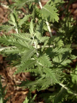 Perovskia Abrotanoides, Blauraute, Silberstrauch -Gartenausstattergeschäft blauraute blatt 1280x1280