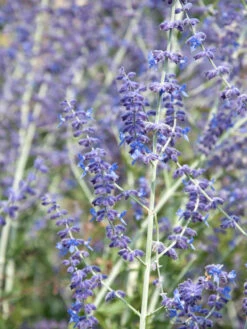 Perovskia Abrotanoides, Blauraute, Silberstrauch