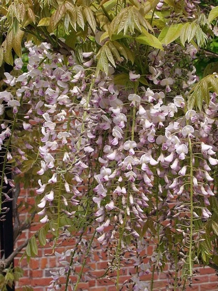 Wisteria floribunda 'Rosea', Blauregen Wisteria Floribunda 'Rosea', Blauregen -Gartenausstattergeschäft blauregen