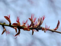 Cercidiphyllum Japonicum, Kuchenbaum -Gartenausstattergeschäft bluete kuchenbaum 1280x1280