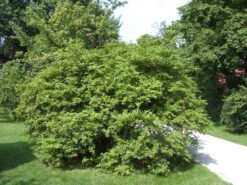 Ligustrum Obtusifolium Regelianum, Flächen-Liguster -Gartenausstattergeschäft bodendecker liguster 1280x1280