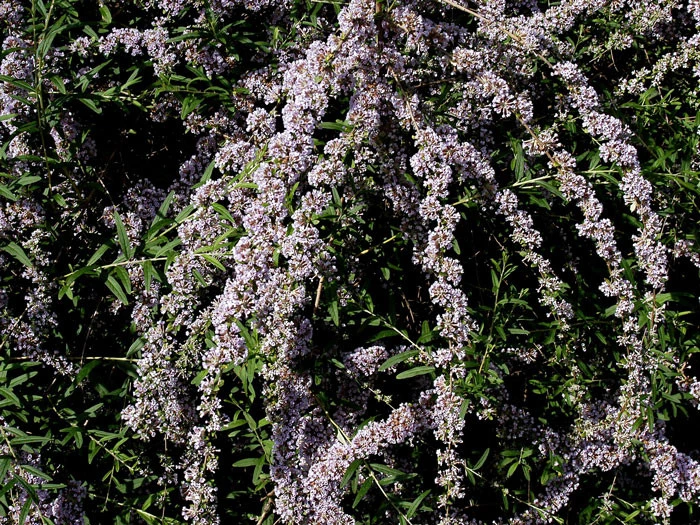Buddleja alternifolia, Hänge-Sommerflieder Buddleja Alternifolia, Hänge-Sommerflieder -Gartenausstattergeschäft buddleja