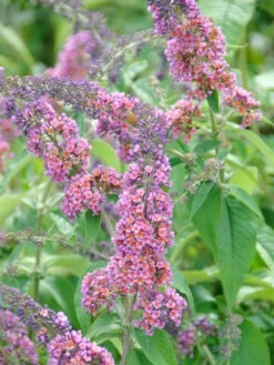Buddleja Davidii 'Bicolor' (syn. Flower Power), Sommerflieder -Gartenausstattergeschäft buddleja flower power 1280x1280