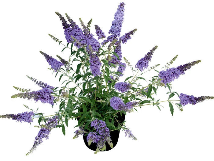 Buddleja Buzz-Hybride 'Sky Blue', Zwerg-Sommerflieder Buddleja Buzz-Hybride 'Sky Blue', Zwerg-Sommerflieder -Gartenausstattergeschäft buddleja sky blue